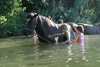 baden mit pferden